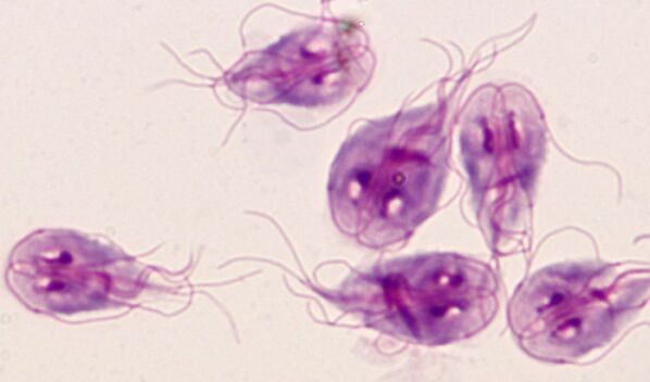 Πρωτόζωο παράσιτο Giardia στο ανθρώπινο σώμα